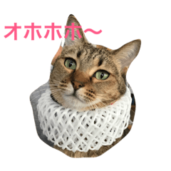 [LINEスタンプ] キジ猫ぷりん