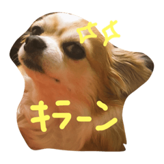 [LINEスタンプ] チワワのCOCO