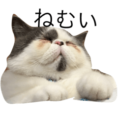 [LINEスタンプ] エキゾチックにゃんずの日常。