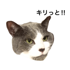 [LINEスタンプ] うちの猫が一番？