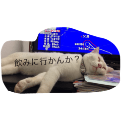 うちなーぐち(沖縄方言)の猫