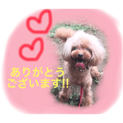[LINEスタンプ] プードルとチワワのはれひま