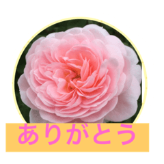 [LINEスタンプ] 花  Takae