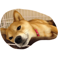 [LINEスタンプ] 柴犬 ゆずぼう