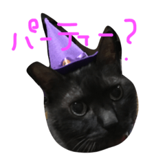 [LINEスタンプ] ねこ、といちと言います。