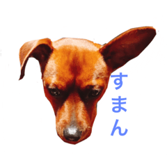 [LINEスタンプ] ミニチュアピンシャーのペロ