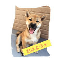 [LINEスタンプ] 芝犬 はな