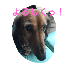 [LINEスタンプ] ラッキー daisuki