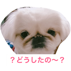 [LINEスタンプ] J＆P SEEDS Pekingese