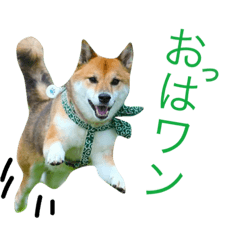 [LINEスタンプ] 柴犬ゴンぞう