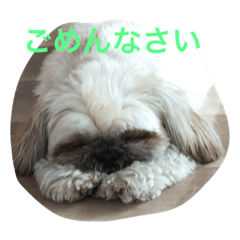 [LINEスタンプ] cocker ＆ shih tzu
