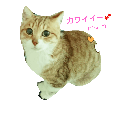 [LINEスタンプ] おとなしめ可愛いニャンコ
