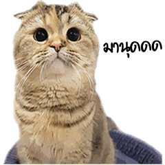 [LINEスタンプ] Nong Bena Cat