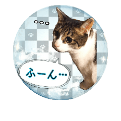 [LINEスタンプ] 老若にゃんこ