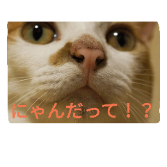 [LINEスタンプ] うちのニャンニャン
