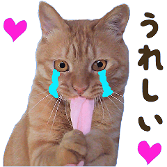 [LINEスタンプ] 重役猫ペチャちゃんの写真スタンプ2の画像（メイン）