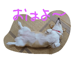 [LINEスタンプ] ヘソ天コーギーズ