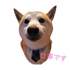 [LINEスタンプ] 柴犬兄弟 マメタロウとポテチ