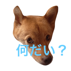 [LINEスタンプ] きつね？