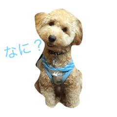 [LINEスタンプ] ～ジジくんの日常〜