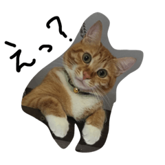 [LINEスタンプ] nekono koudou