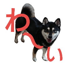 [LINEスタンプ] 黒柴 ルキア＆リオル 2