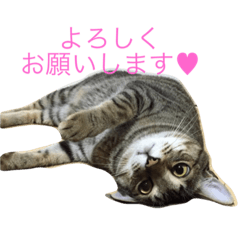 [LINEスタンプ] 素敵なにゃんこ生活