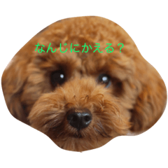[LINEスタンプ] トイプーのコッペ