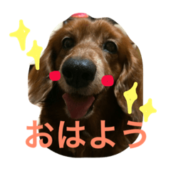 [LINEスタンプ] ゆとりダックスたろくん❤️日常編