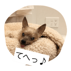 [LINEスタンプ] うちのまるこぱーと2