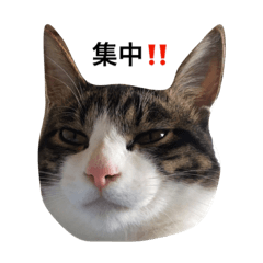 [LINEスタンプ] まるの日常。