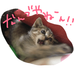 [LINEスタンプ] おもしろ猫さん