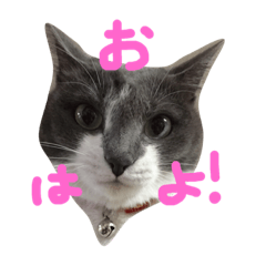[LINEスタンプ] うちのねこ、いりこ