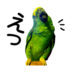 [LINEスタンプ] アオボウシインコのルルさん