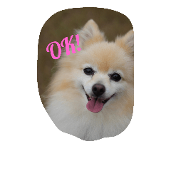 [LINEスタンプ] 相槌ポメラニアン