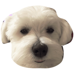 [LINEスタンプ] ももたくん