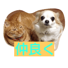 [LINEスタンプ] 犬と猫ちゃん仲良し