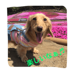 [LINEスタンプ] ダックスフンド アクアの素敵な毎日 完全版