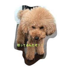 [LINEスタンプ] トイプードルのロイ