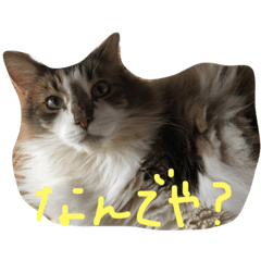 [LINEスタンプ] my hairy cat