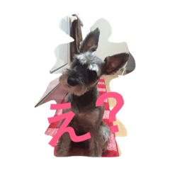 [LINEスタンプ] ミニチュアシュナウザー 立ち耳