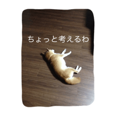 [LINEスタンプ] 柴犬兄弟 マメタロウとポテチ2