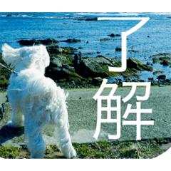 [LINEスタンプ] 幸せのまるちーず