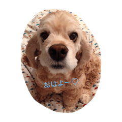 [LINEスタンプ] アメコカスタンプ