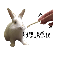 [LINEスタンプ] Friends of Rabbitsの画像（メイン）
