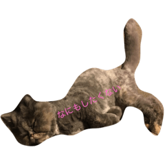 [LINEスタンプ] ねこのいる生活
