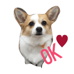 [LINEスタンプ] チワギーのぽこちゃん