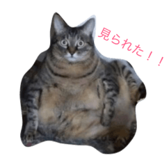 [LINEスタンプ] コテコナとわたし
