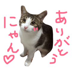 [LINEスタンプ] ねこのなっぱちゃん