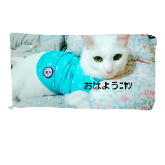 [LINEスタンプ] おはようニャン